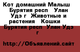 Кот домашний Малыш - Бурятия респ., Улан-Удэ г. Животные и растения » Кошки   . Бурятия респ.,Улан-Удэ г.